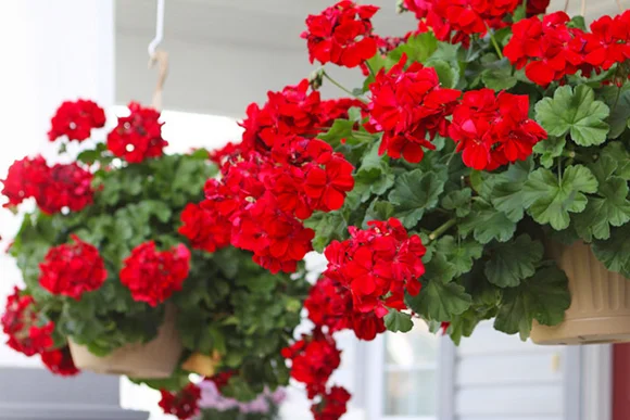 Hängende Blumentöpfe mit roten Geranien